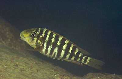 Petrochromis sp. 'kasumbe rainbow' Namansi